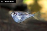 carnegiella scherei carnegiella scherei