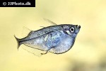 carnegiella scherei carnegiella scherei