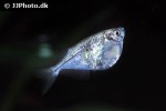 carnegiella scherei carnegiella scherei