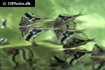 carnegiella strigata fasciata carnegiella strigata fasciata