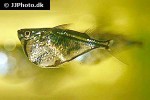 carnegiella strigata strigata carnegiella strigata strigata