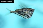 carnegiella strigata strigata carnegiella strigata strigata