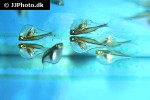 gasteropelecus levis gasteropelecus levis