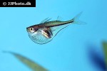 gasteropelecus levis gasteropelecus levis