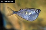 gasteropelecus maculatus gasteropelecus maculatus
