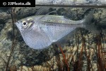 gasteropelecus maculatus gasteropelecus maculatus