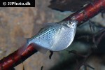 gasteropelecus maculatus gasteropelecus maculatus