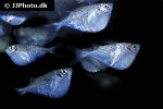 gasteropelecus maculatus gasteropelecus maculatus