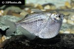 gasteropelecus maculatus gasteropelecus maculatus