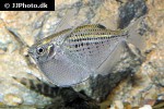 gasteropelecus maculatus gasteropelecus maculatus