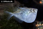 gasteropelecus maculatus gasteropelecus maculatus