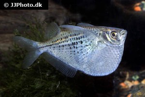 America - Hatchetfish