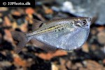 gasteropelecus maculatus gasteropelecus maculatus