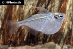 gasteropelecus maculatus gasteropelecus maculatus