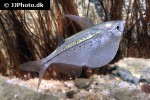 gasteropelecus maculatus gasteropelecus maculatus
