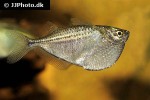 gasteropelecus sternicla gasteropelecus sternicla