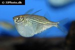 gasteropelecus sternicla gasteropelecus sternicla
