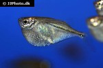 gasteropelecus sternicla gasteropelecus sternicla