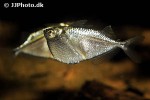 gasteropelecus sternicla gasteropelecus sternicla