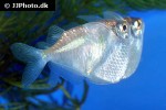 thoracocharax securis thoracocharax securis