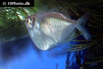 thoracocharax securis thoracocharax securis