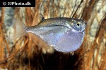 thoracocharax securis thoracocharax securis