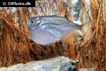 thoracocharax securis thoracocharax securis