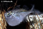 thoracocharax securis thoracocharax securis