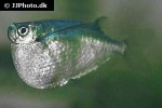 thoracocharax stellatus thoracocharax stellatus