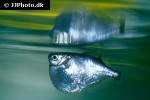 thoracocharax stellatus thoracocharax stellatus