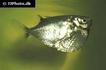 thoracocharax stellatus thoracocharax stellatus