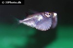 thoracocharax stellatus thoracocharax stellatus