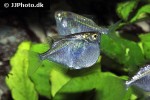 thoracocharax stellatus thoracocharax stellatus
