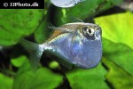 thoracocharax stellatus thoracocharax stellatus
