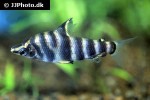 abramites hypselonotus abramites hypselonotus