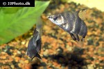 abramites hypselonotus abramites hypselonotus