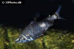 abramites hypselonotus abramites hypselonotus