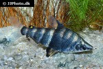 abramites hypselonotus abramites hypselonotus