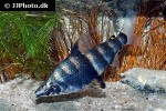 abramites hypselonotus abramites hypselonotus