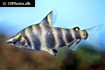 abramites hypselonotus abramites hypselonotus