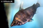 abramites hypselonotus abramites hypselonotus
