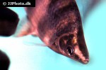 abramites hypselonotus abramites hypselonotus