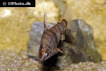 abramites hypselonotus abramites hypselonotus