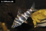 abramites hypselonotus abramites hypselonotus