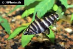 abramites hypselonotus abramites hypselonotus