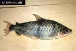 anostomoides laticeps anostomoides laticeps