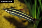 anostomus anostomus anostomus anostomus