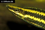 anostomus anostomus anostomus anostomus