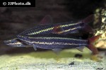 anostomus anostomus anostomus anostomus