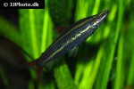 anostomus anostomus anostomus anostomus